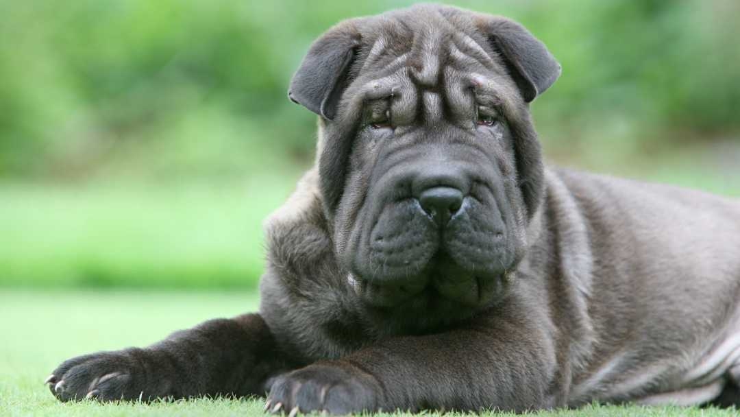 Dogs with sales wrinkly skin